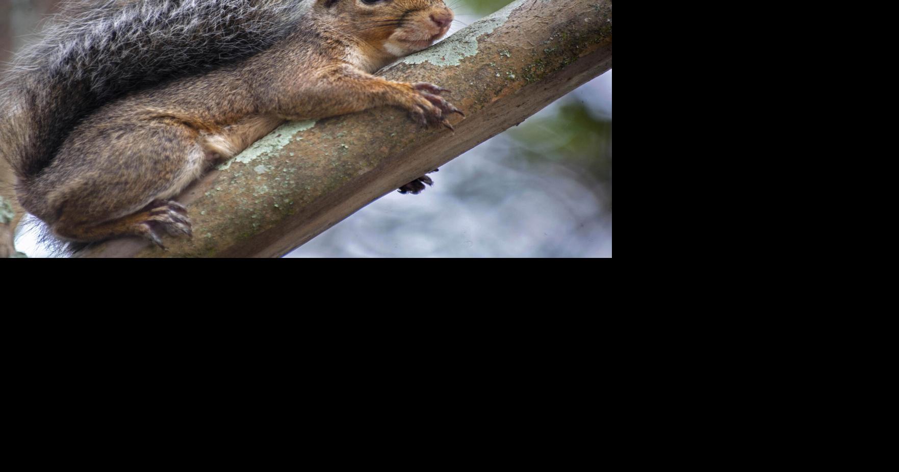 Spring squirrel season opens May 4 | Ascension | theadvocate.com