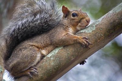 BR.squirrelseason.adv TS 703.jpg (copy)