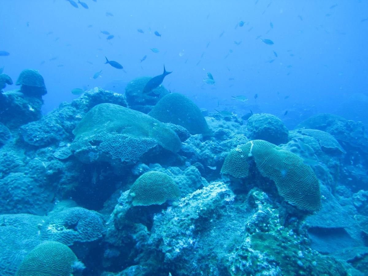 Louisiana Coral Reef Feeling The Heat As Warmer Water Permeates