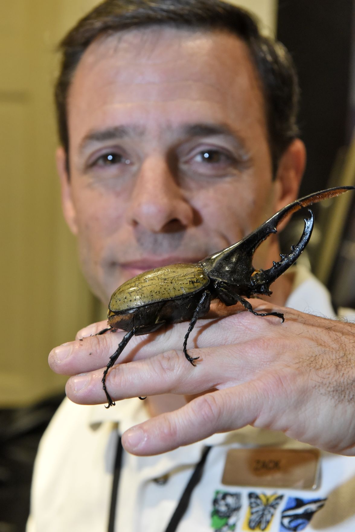 zack_lemann_hercules-beetle-16145167604-o