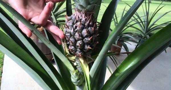Pineapple is remarkably easy to grow in Louisiana. Here how, from plant expert Dan Gill.