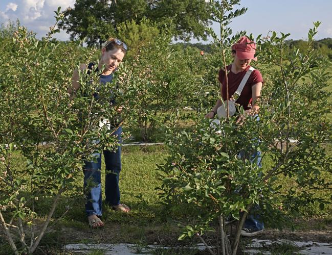 New pricing at Waughsome Farm makes picking fruit fair | Baton Rouge ...