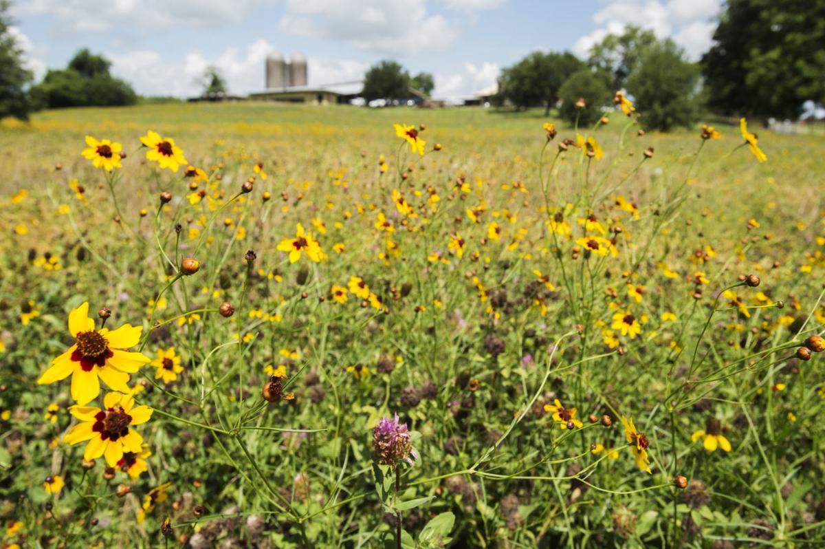 Wildflower 'seed bank' to brighten Louisiana's highways with colorful