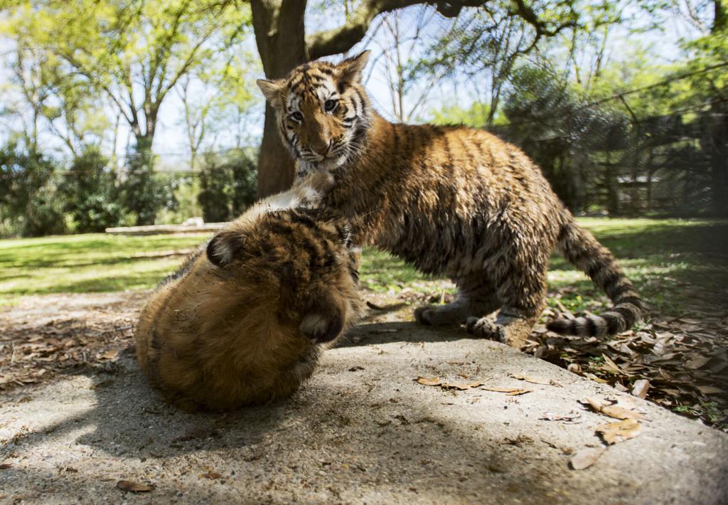 Brother and sister tiger cubs explore their enclosure at zoo