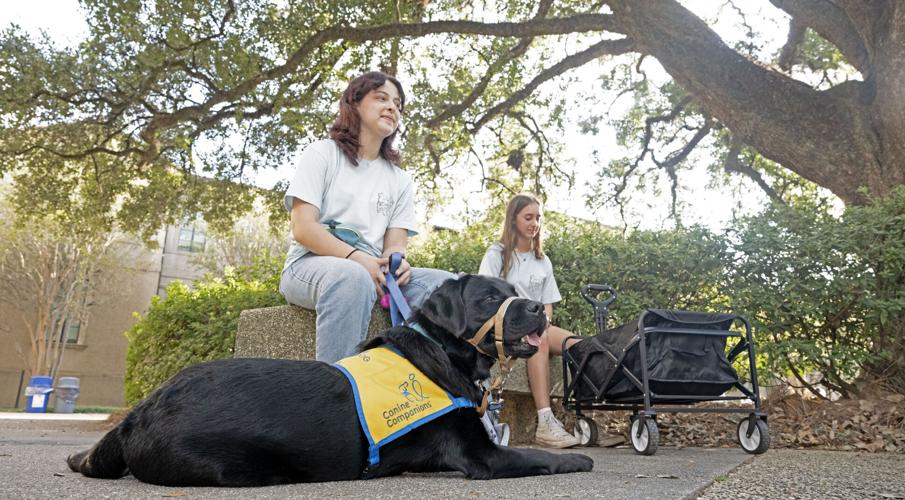 Training Tomorrow's Heroes: LSU's Service Dog Program Empowers Students and Future Assistants