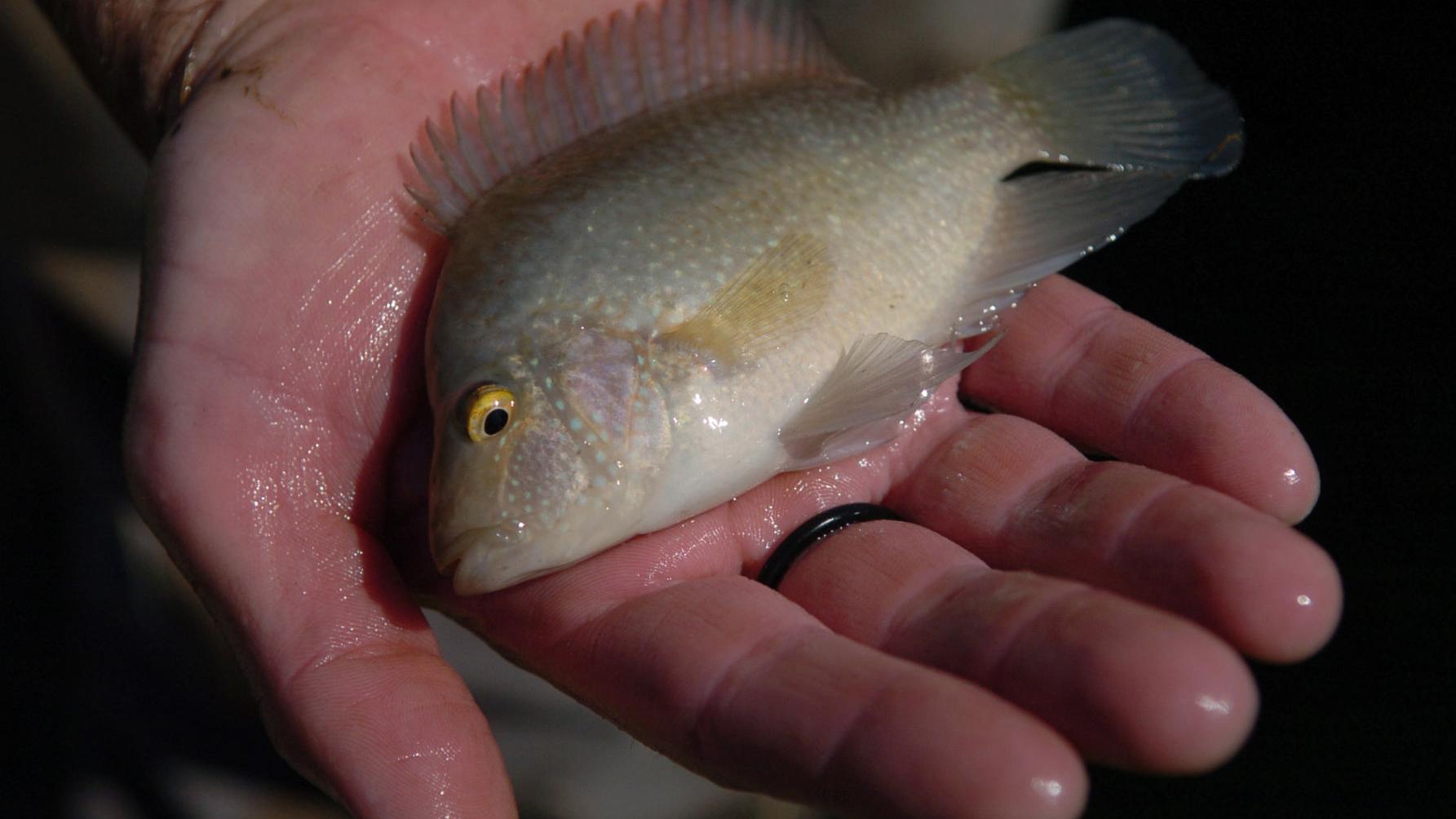 Rio Grande Perch Category Born Out Of Hurricane Katrina Sports Theadvocate Com Rio Grande Perch Category Born Out Of Hurricane Katrina Sports Theadvocate Com