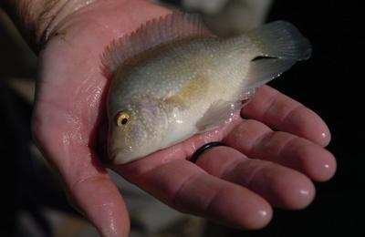 Rio Grande Perch Category Born Out Of Hurricane Katrina Sports Theadvocate Com