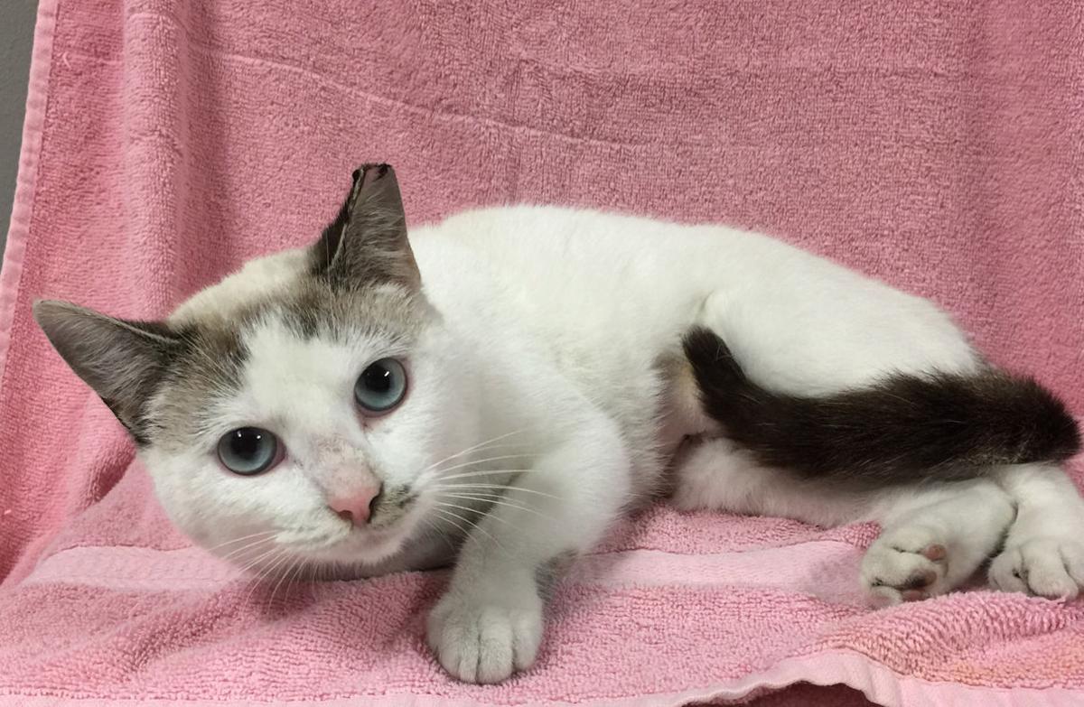Baton Rouge Cats Available For Adoption On Jan 26 2017 Mid