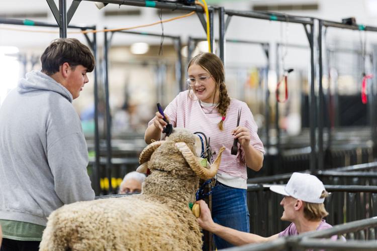 Houston Rodeo Farm Animals Experience the Excitement of the Houston Rodeo | Travel | theadvocate.com