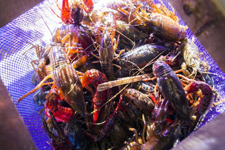 It Is Time To Put Up Or Shut Up - The Crawfish Boxes
