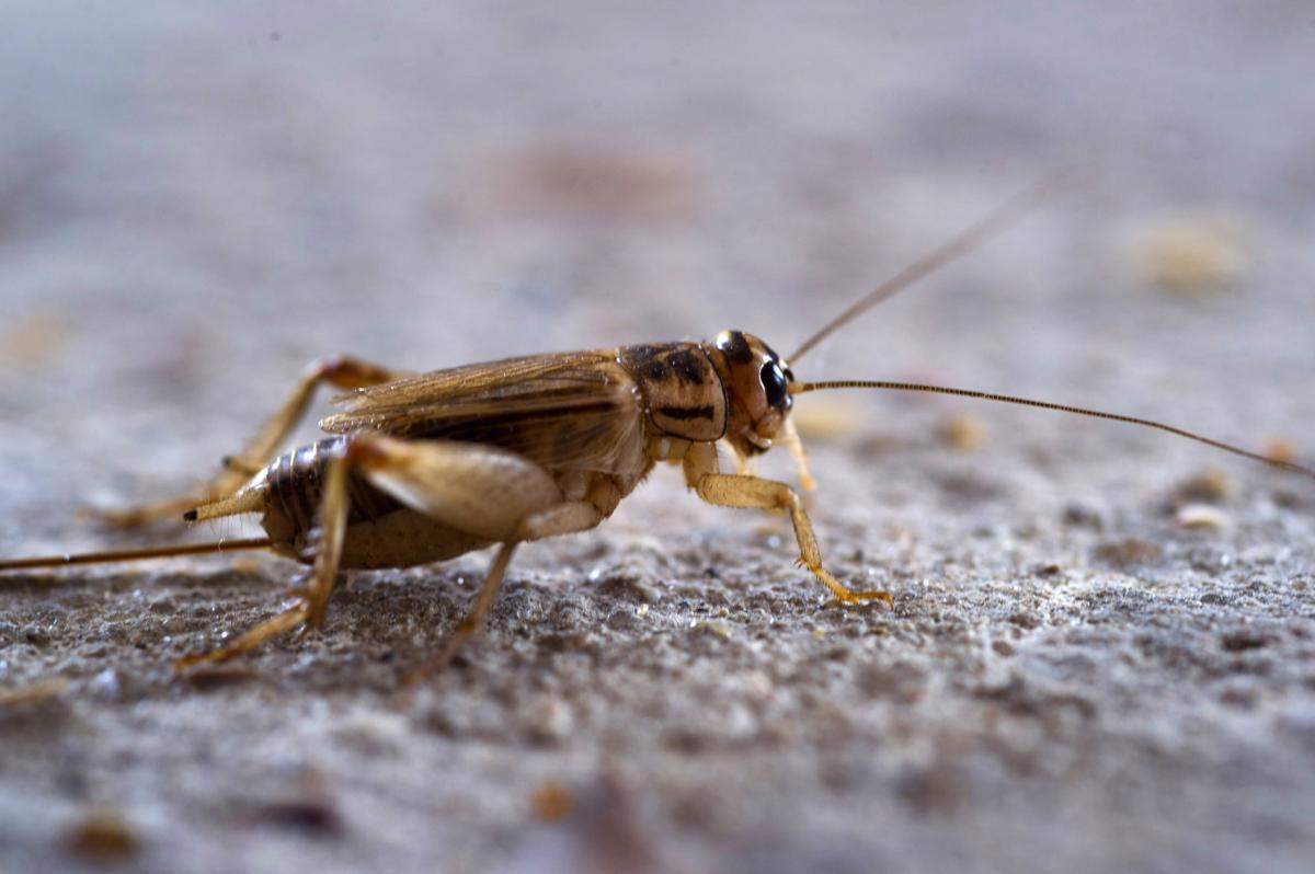 Hundreds of Louisiana crickets escape in family's home and hide in