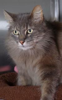 Baton Rouge Cats Available For Adoption On May 18 2017 Mid City