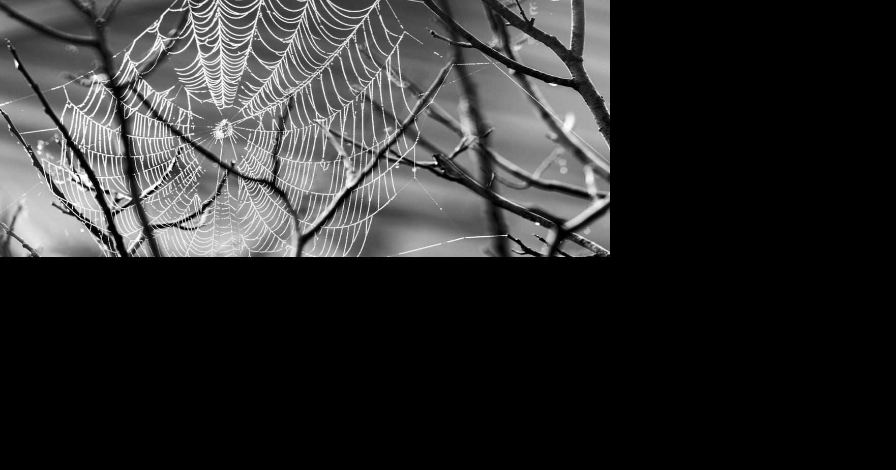 A spider's web reminds me that wonder endures