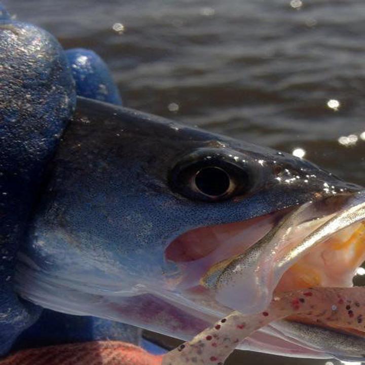 Hotspot close to Dulac results in easy speckled-trout limit, Louisiana  Outdoors
