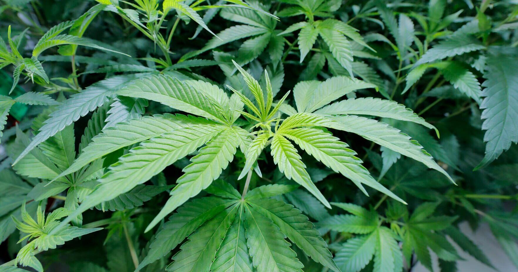 Red Stick Cannabis Street Fair returns downtown on Saturday | Entertainment/Life - Vimarsana News