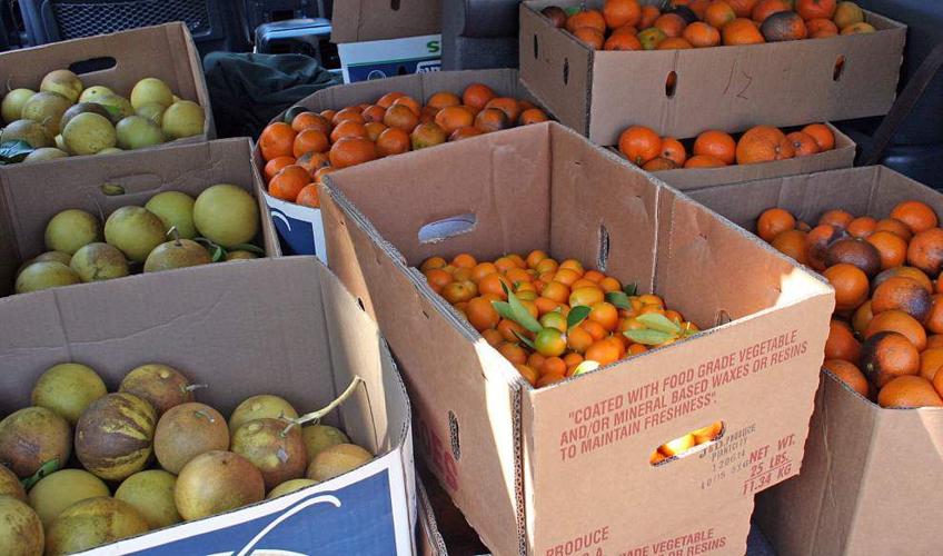 Being fruitful Baton Rouge Green asks citrus tree owners to share