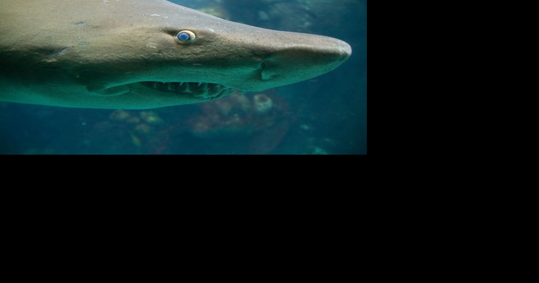 What types of sharks call the Gulf of Mexico home? Here are the main species.