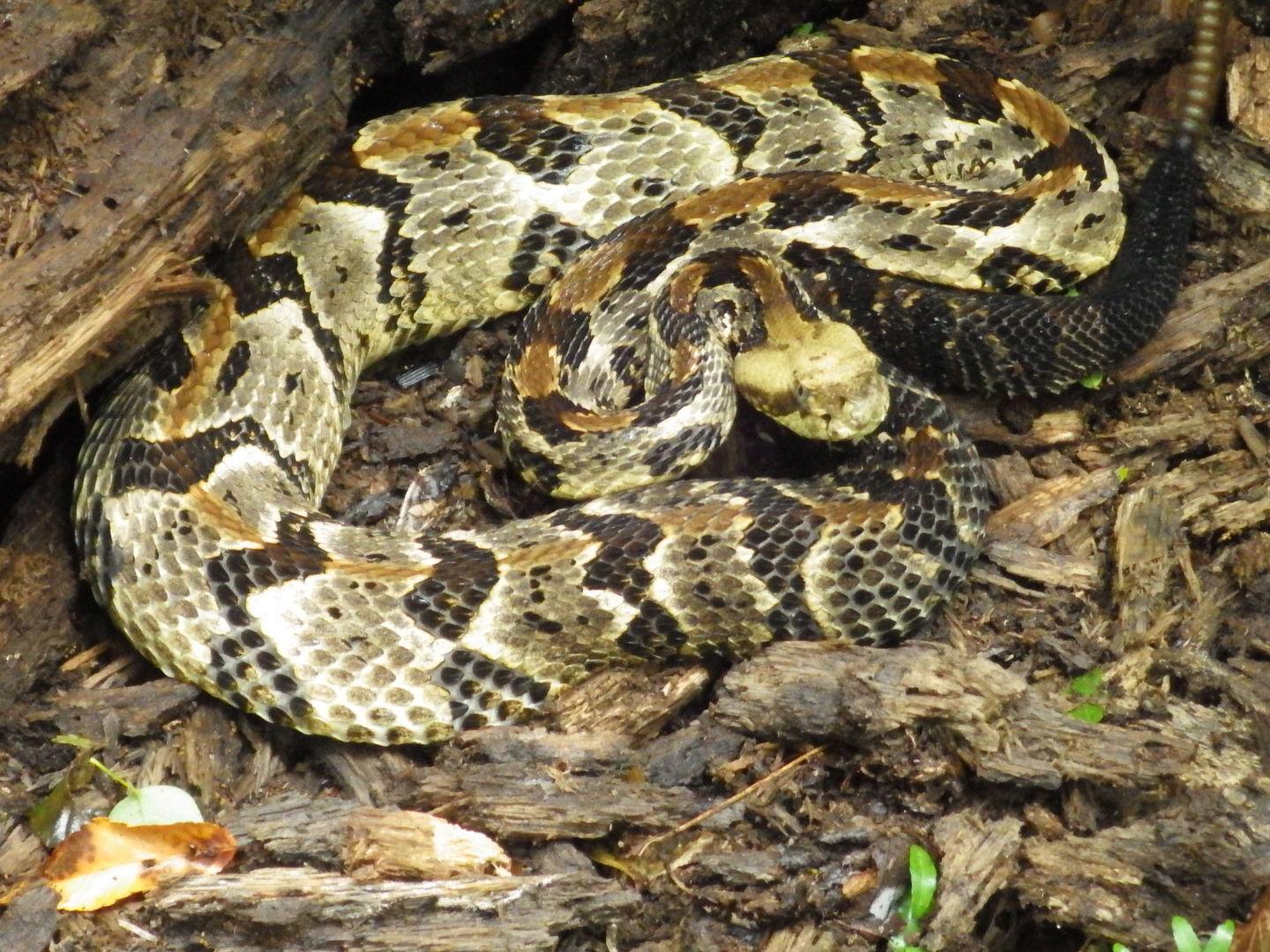 Yes It S Ah Snake Season Here S 9 Things A Louisiana Expert