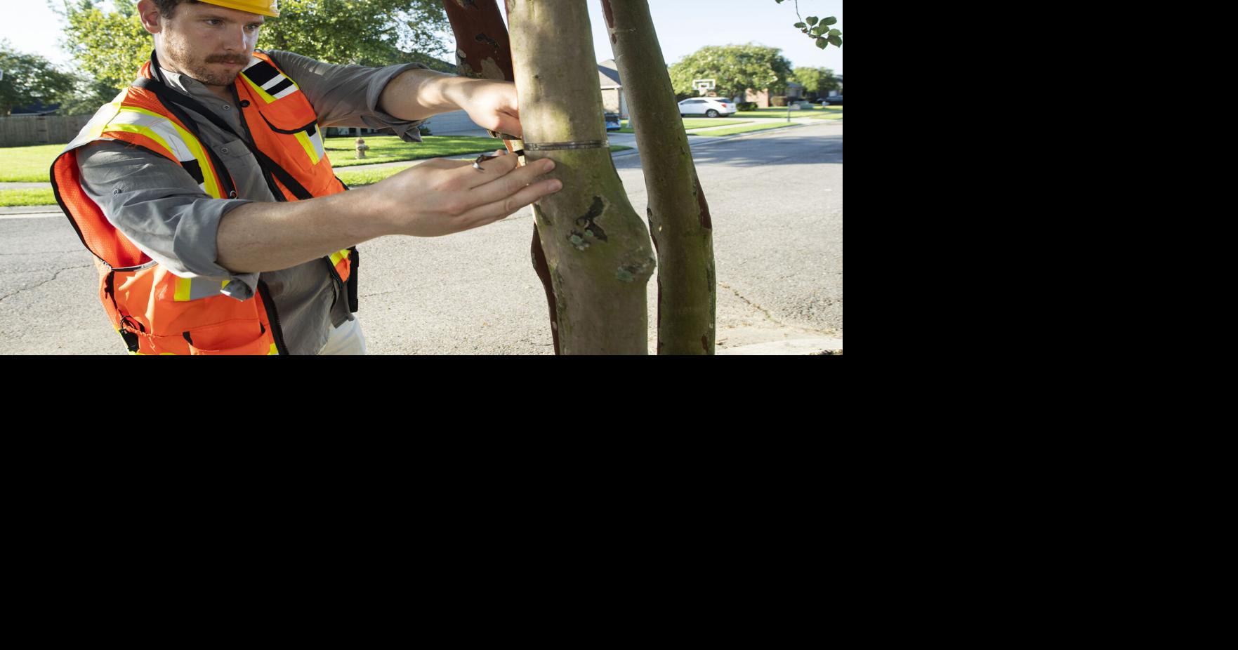 The most common tree in East Baton Rouge? One type stands out among ...