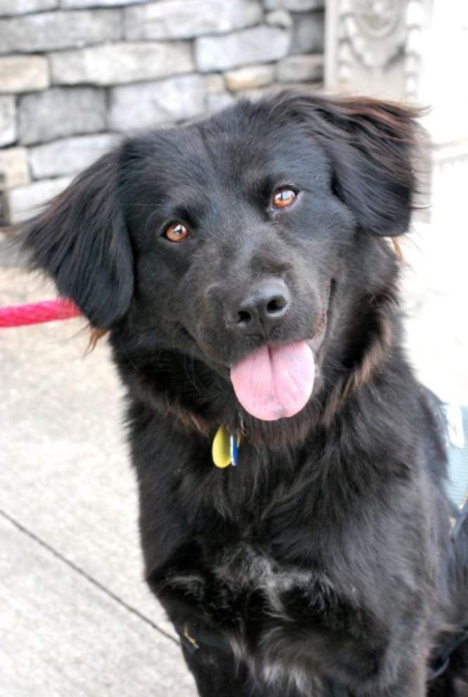 Southside pets available for Aug. 7, 2014 _lowres