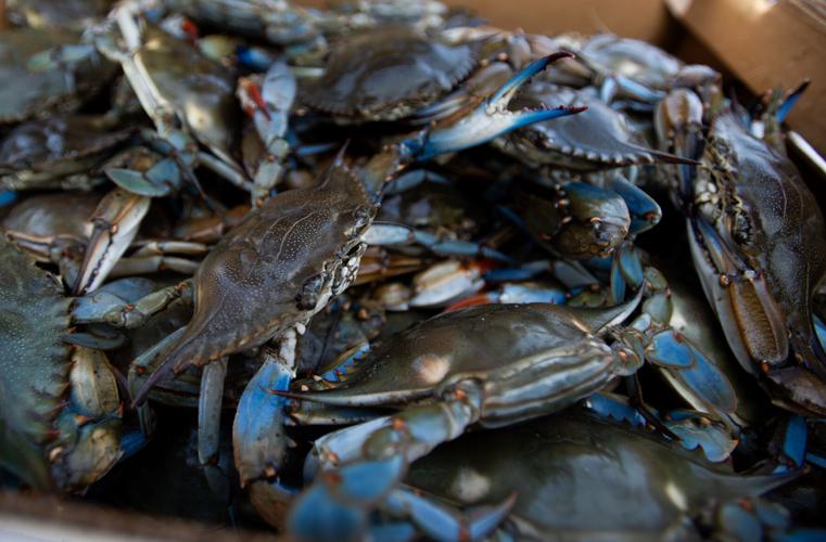 Delcambre Seafood Market sells Louisiana's freshest shrimp Entertainment/Life