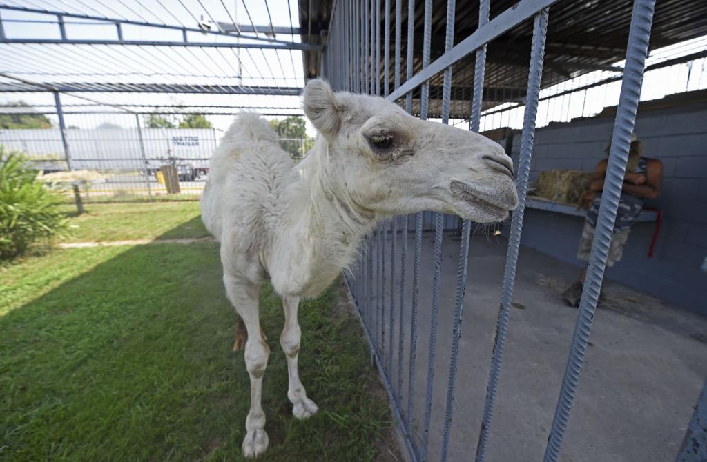 tiger truck stop camel