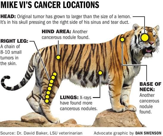 Graphic: Mike VI's Cancer Locations | | theadvocate.com