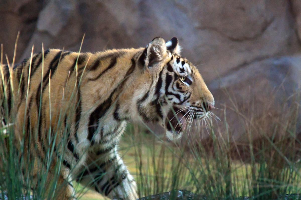 Mike VII 873.JPG