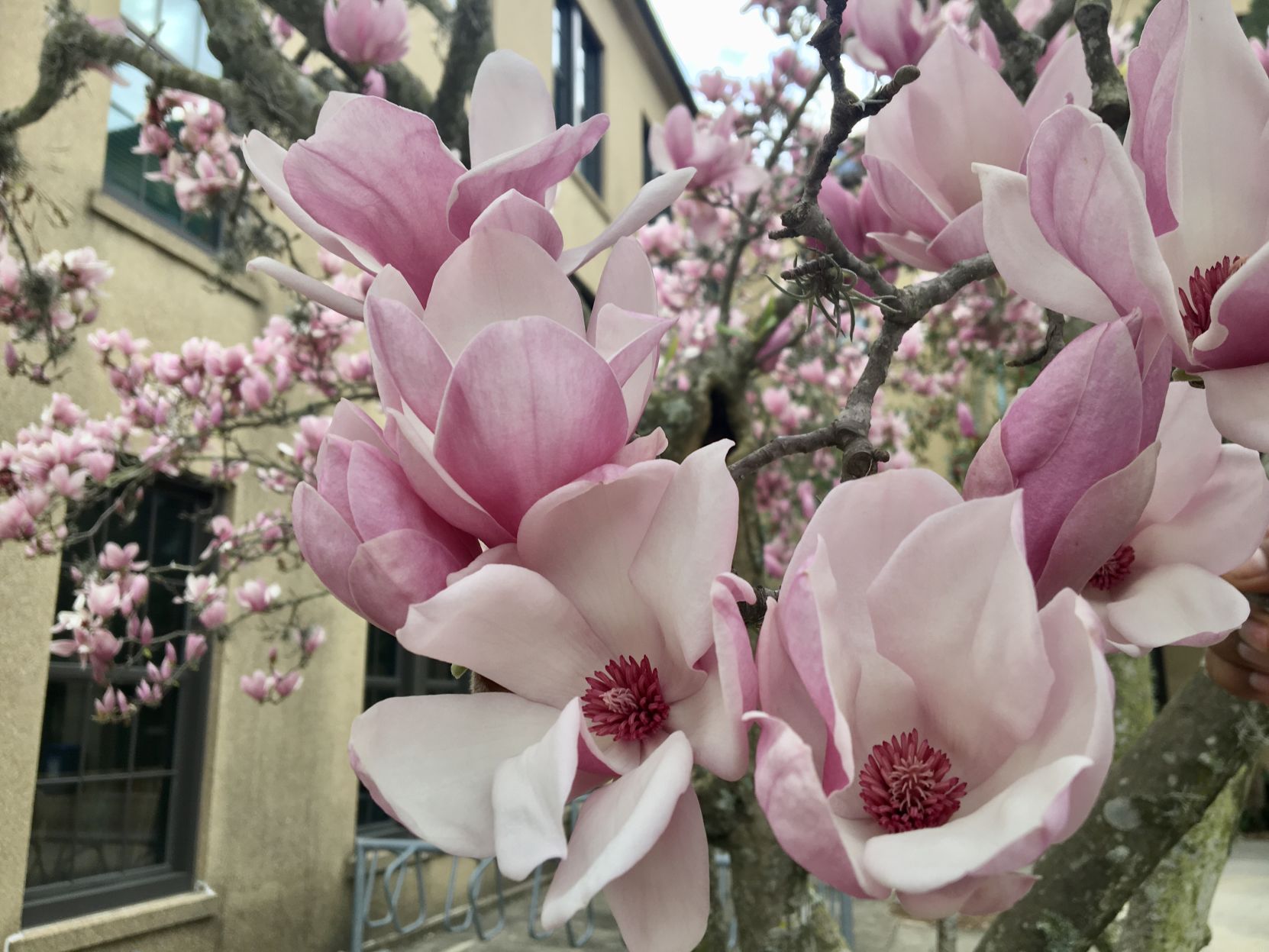 1 Plant Magnolia Betty Beautiful Spring Blooms Bushes Shrubs Plants Seedlings