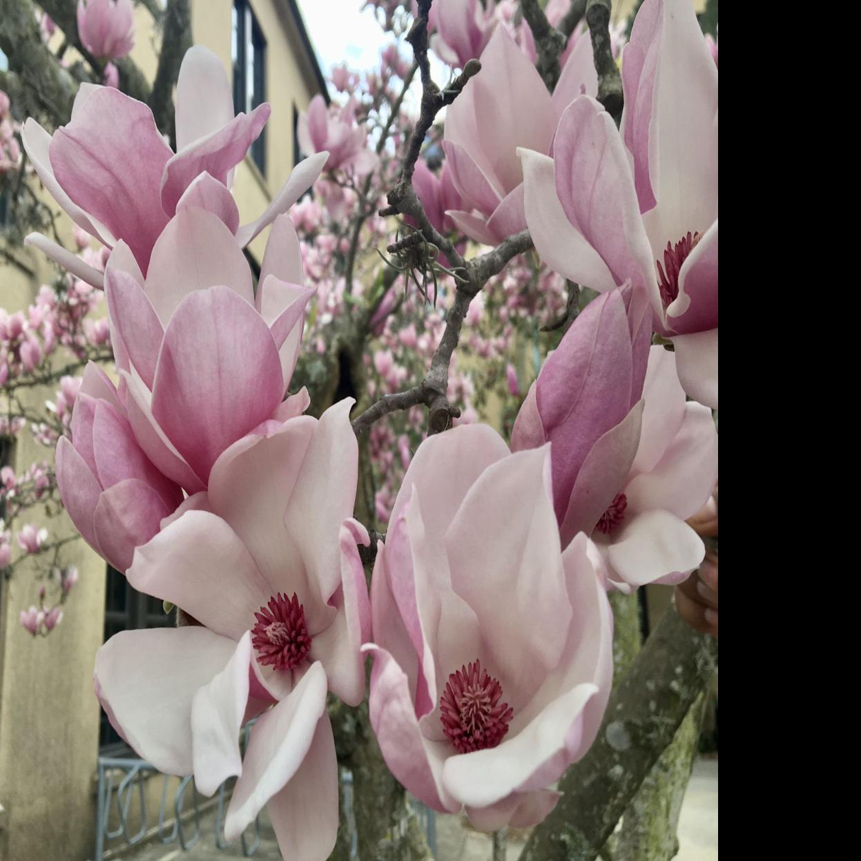 japanese magnolia tree