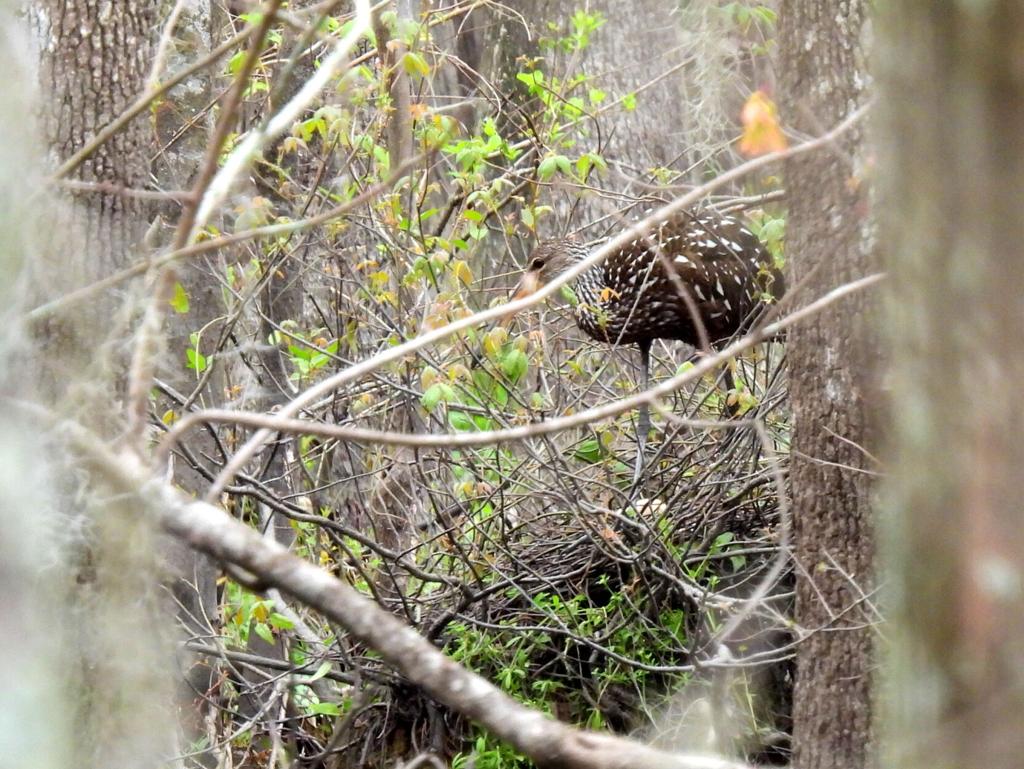 Leaping Limpkins! Large wading birds flock to state, and they ...