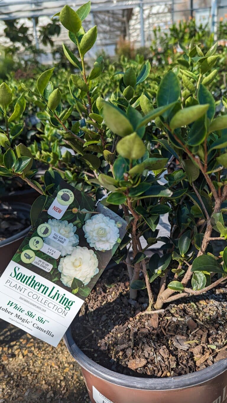 The White Shi Shi is a stunning new offering that's perfect for