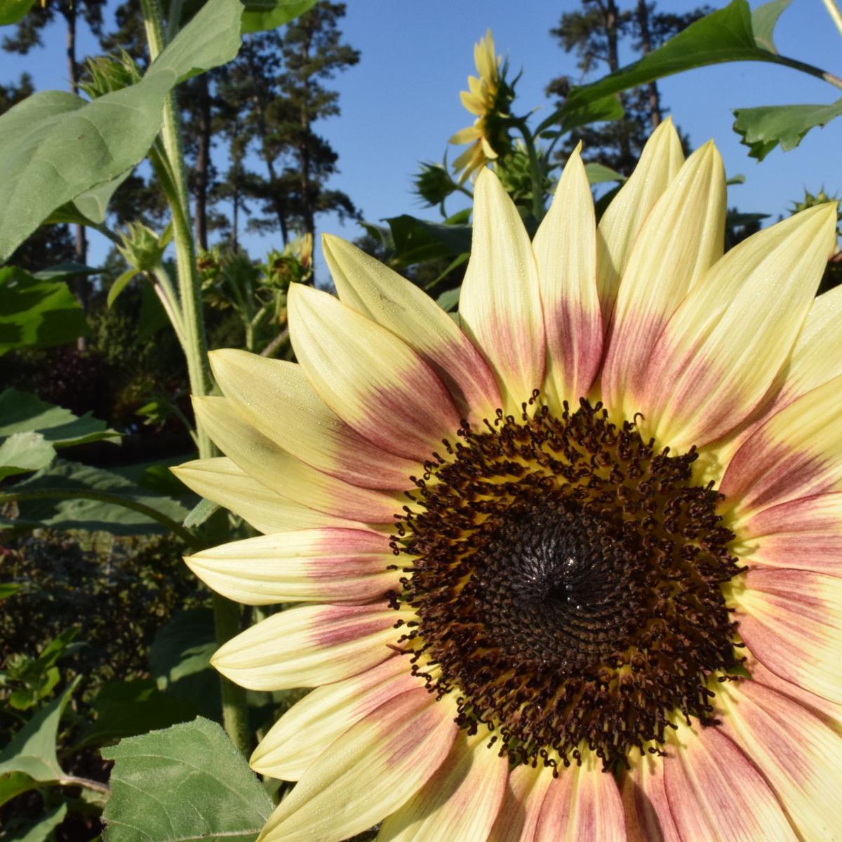 Garden News Now S The Time To Plant Sunflowers Home Garden News Now S The Time To Plant Sunflowers Home