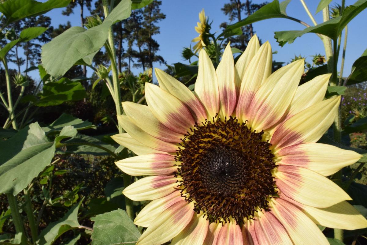 Garden News Now�s the time to plant sunflowers Home
