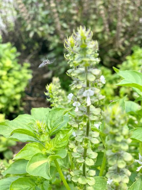 LSU Yard Information: Assistance advantageous insects come to feel at dwelling in your landscape | Dwelling/Yard