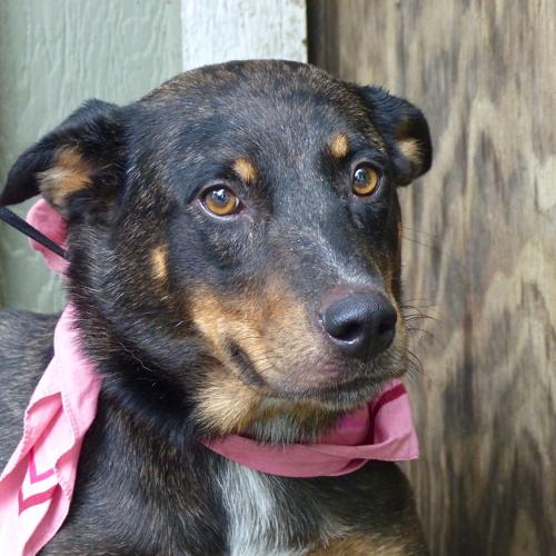 Baton Rouge dogs available for adoption on Oct. 6, 2016 Mid City