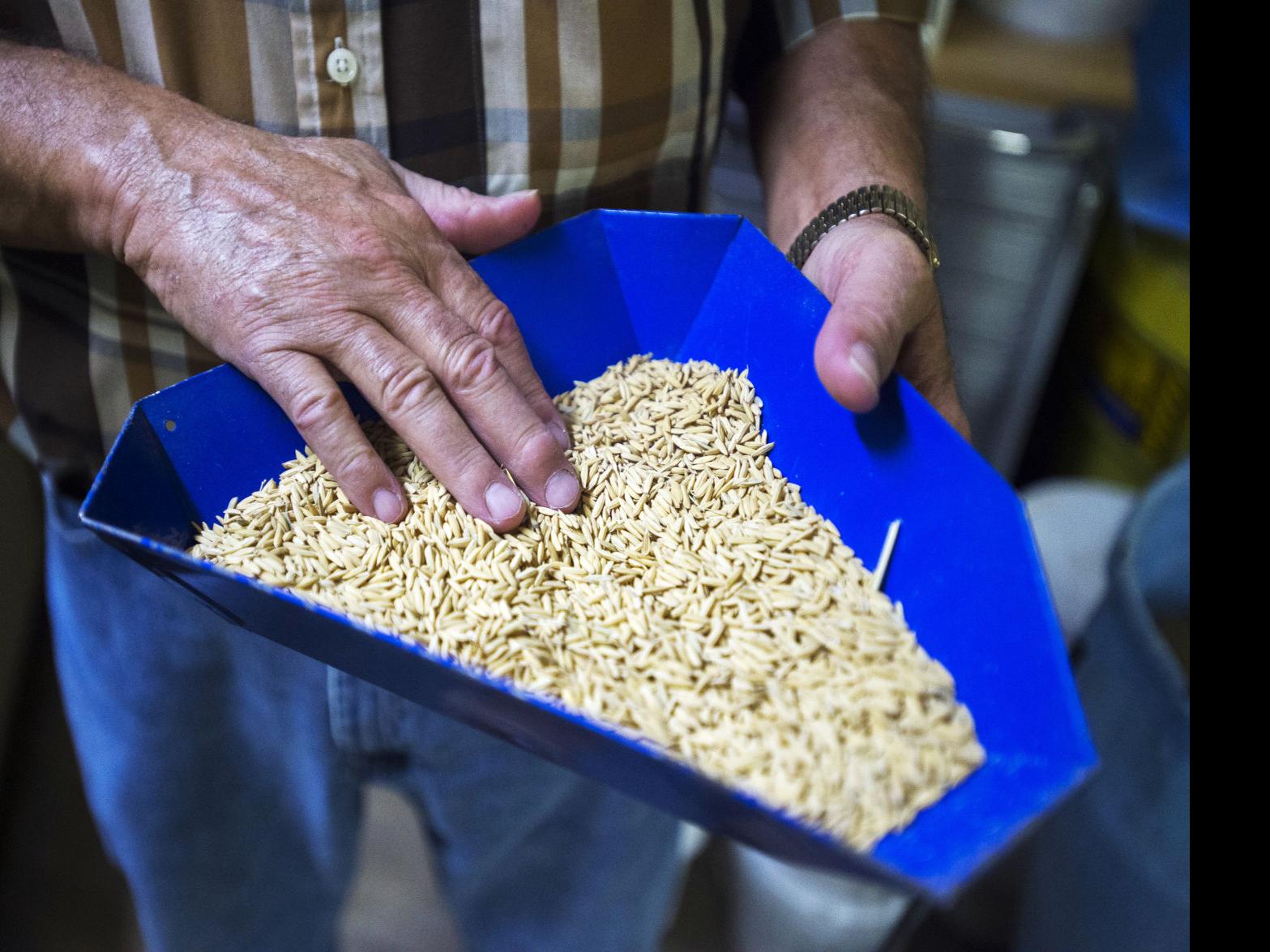 Farmers Mills In Acadiana Bracing As This Year S Rice Harvest