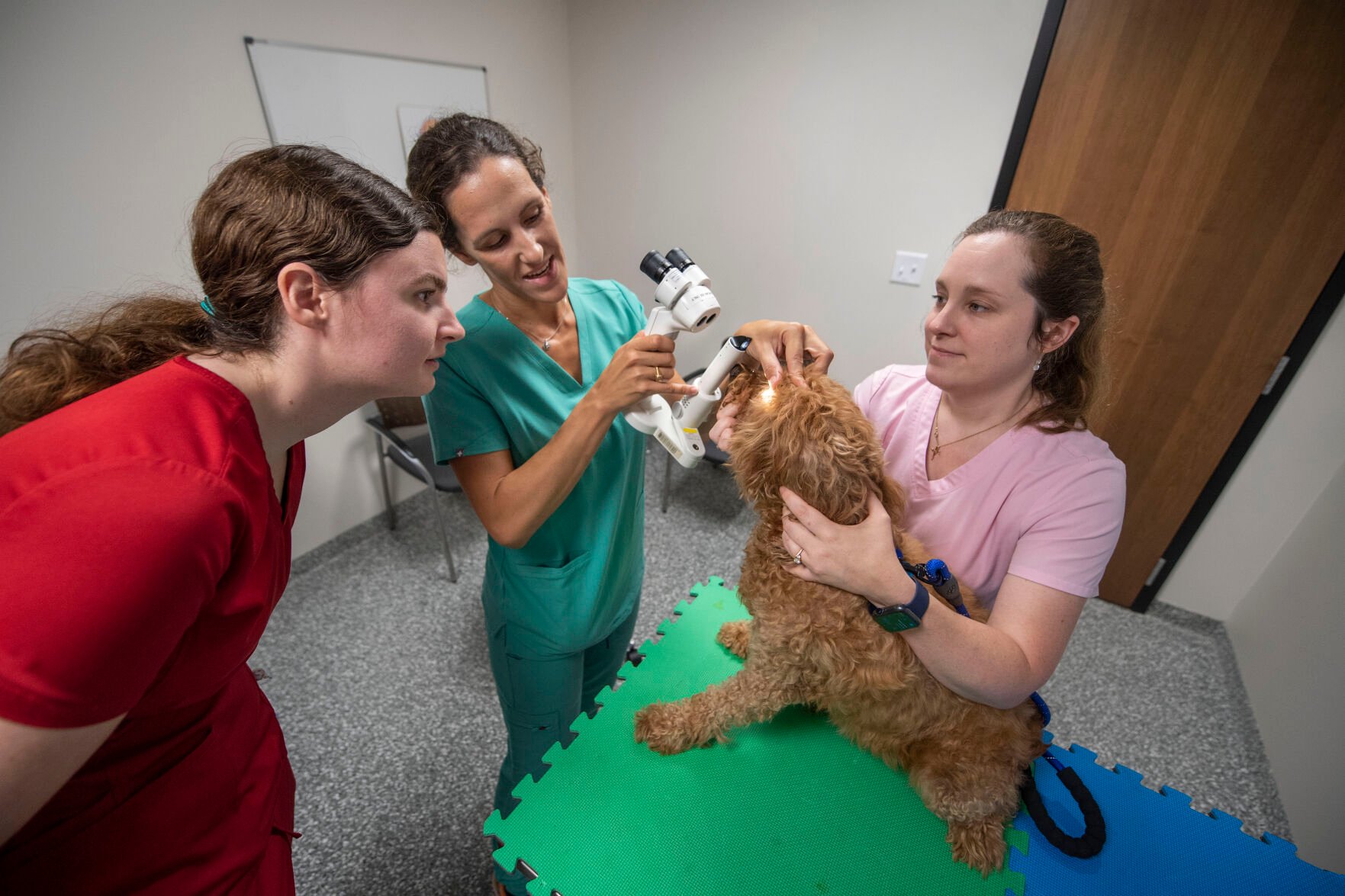 Lsu small hot sale animal clinic