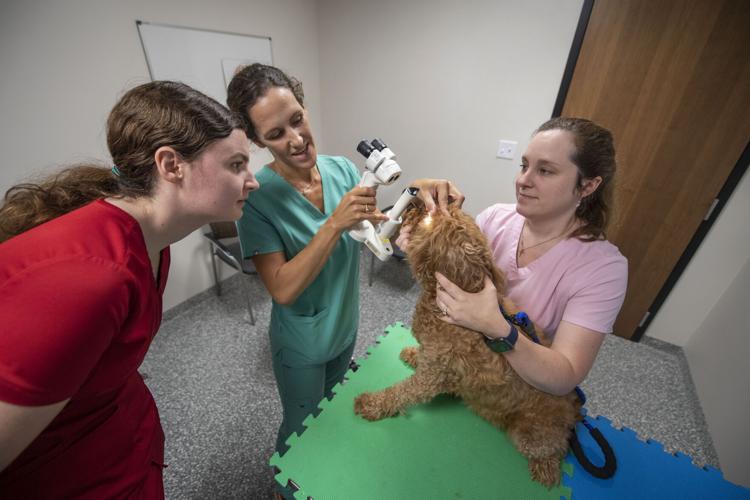 More space for vets and pets New 40,000foot veterinary clinic opens