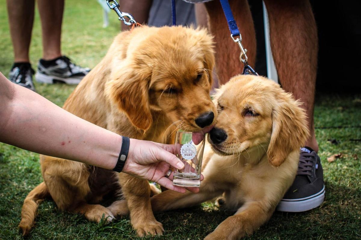 Tin Roof Brewing To Partner With Companion Animal Alliance For Dog Adoption Day On April 24 Food Restaurants Theadvocate Com