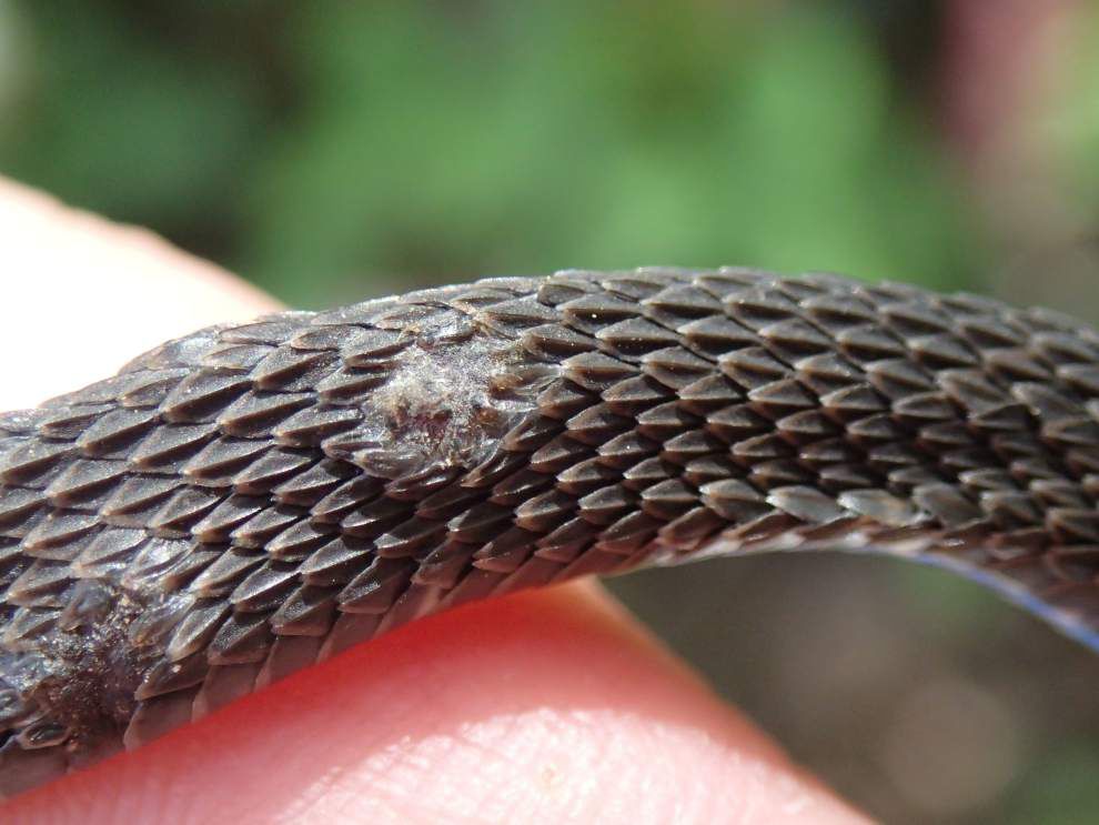 Snakes of Acadiana Park