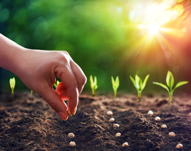 (sponsored content) Hands Planting The Seeds Into The Dirt