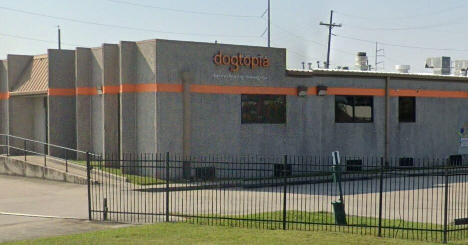 Dog daycare and spa business to open this week in Lafayette Dog daycare and spa business to open this week in Lafayette
