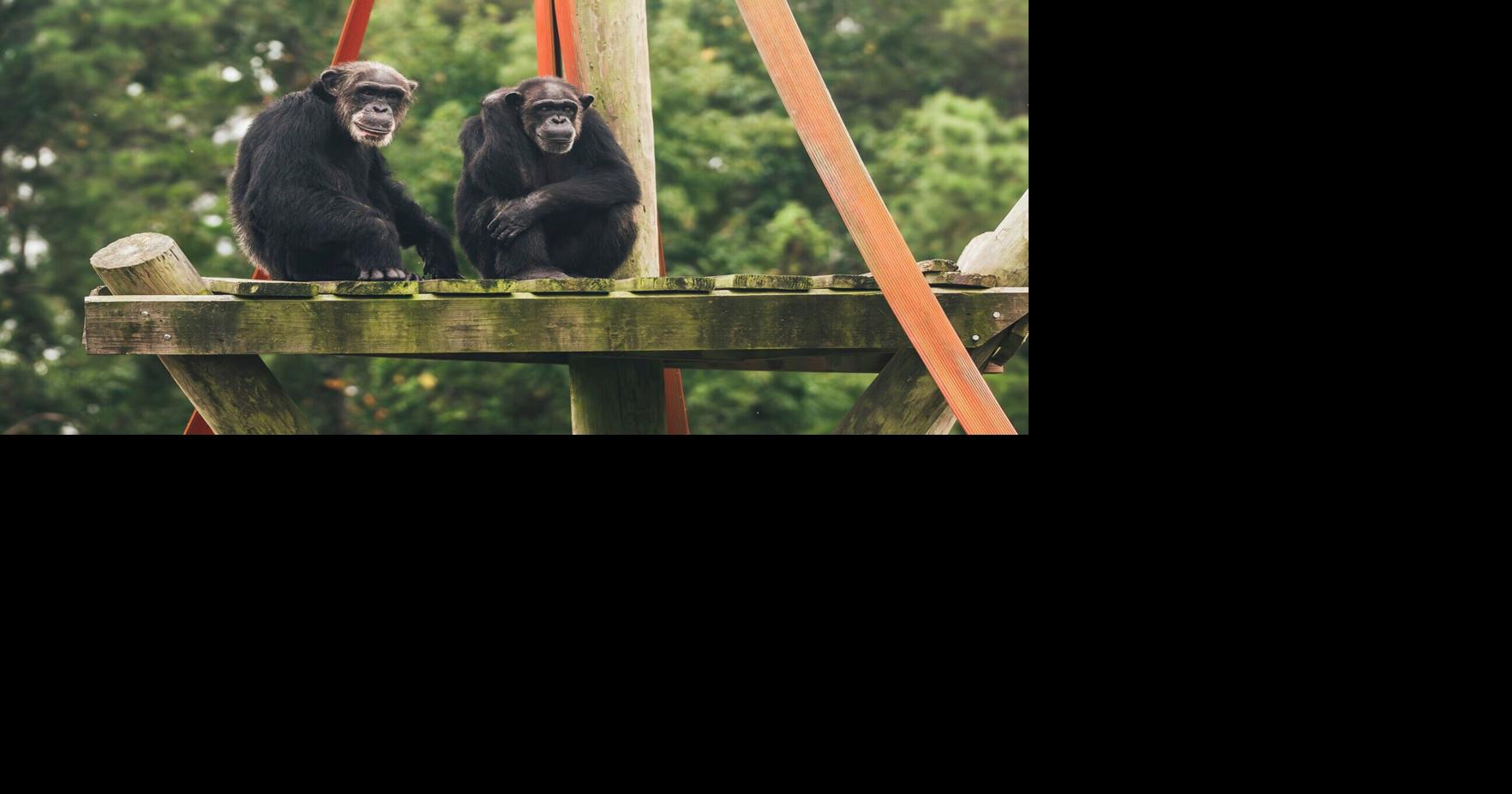 Louisiana's Chimp Haven will house retired research chimps | News ...