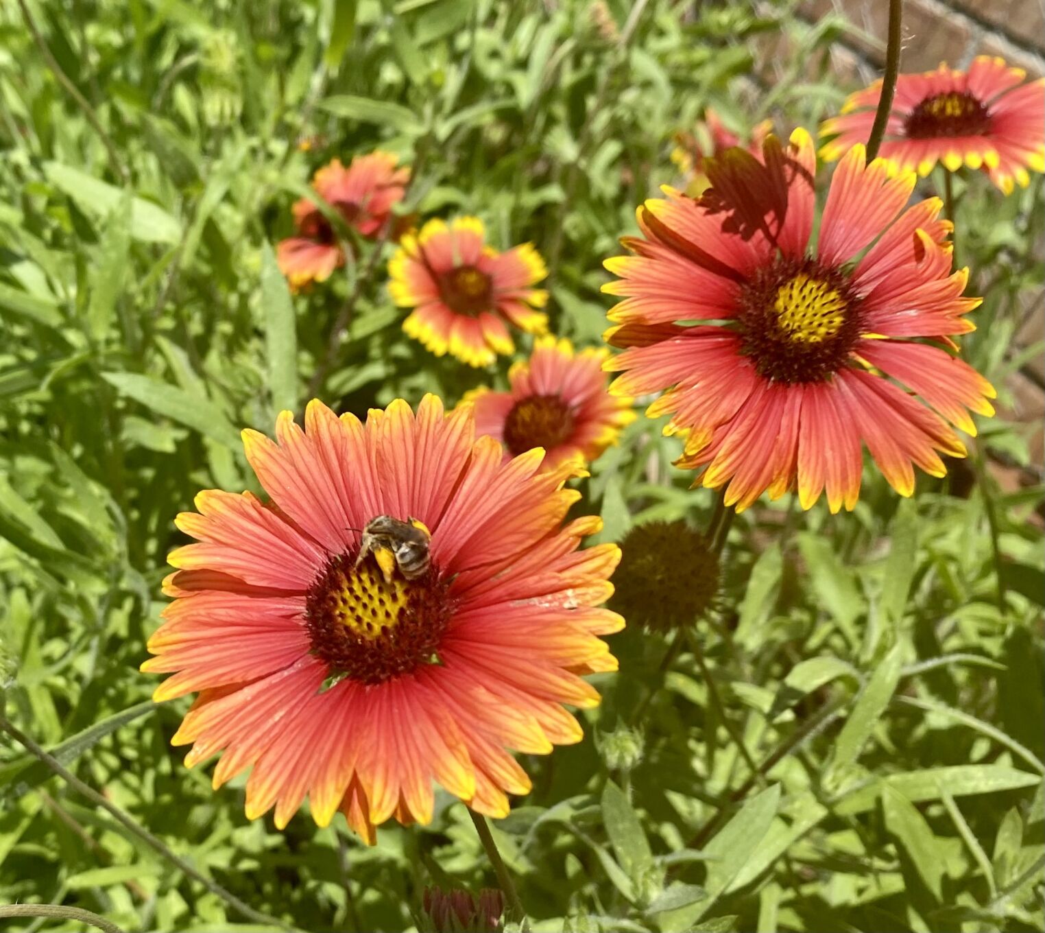 Pollinator gaillardia discount