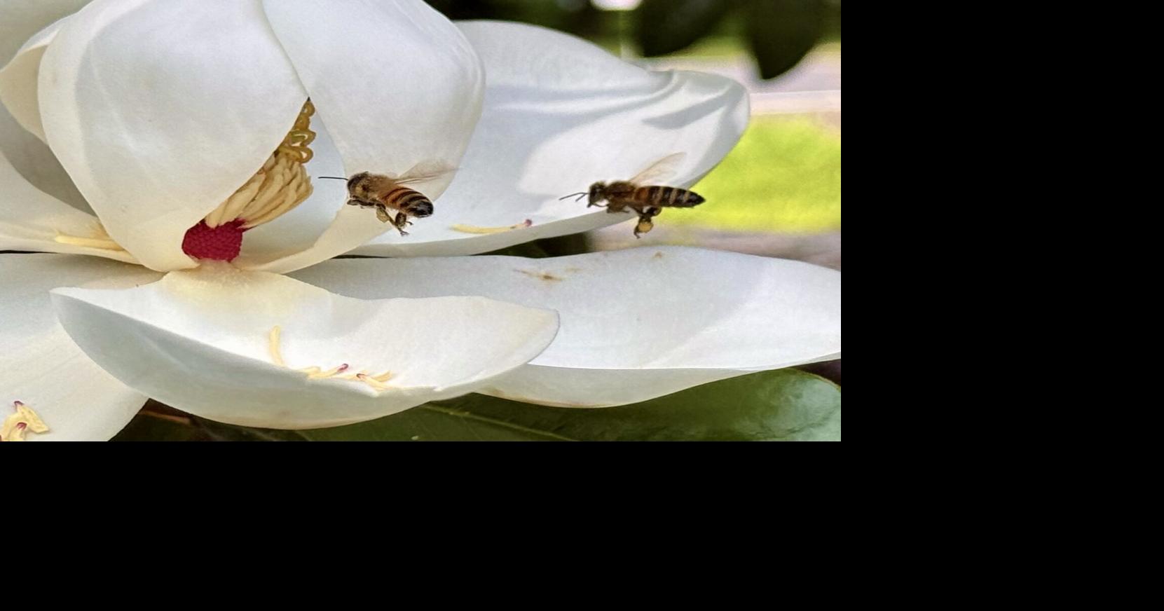Louisiana Up Close: Follow two Louisiana honeybees as they gather pollen from a magnolia bloom