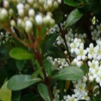 Lsu Garden News As Winter Breaks Landscapes Spring To Life