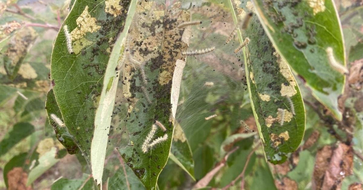 6 things to know about fall webworms | Home/Garden | theadvocate.com