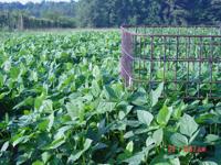 Soil Preparation Key To A Successful Deer Food Plot Louisiana Outdoors Theadvocate Com