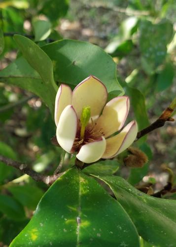 LSU Garden News: If you want to stop and smell the garden ...